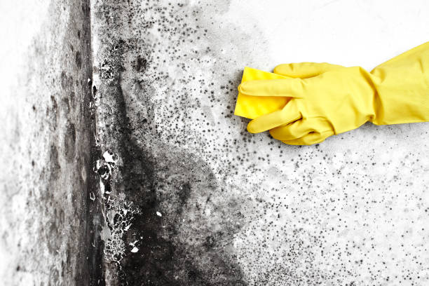 Best DIY Mold Remediation Support Services in North Valley Stream, NY