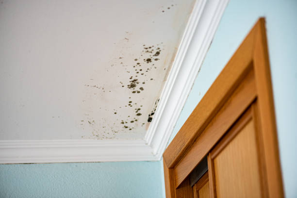 Best DIY Mold Remediation Support Services in North Valley Stream, NY