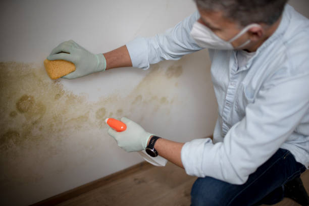 Best Mold Testing and Inspection Services in North Valley Stream, NY